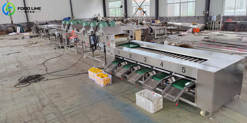 fruit vegetable washing drying sorting line