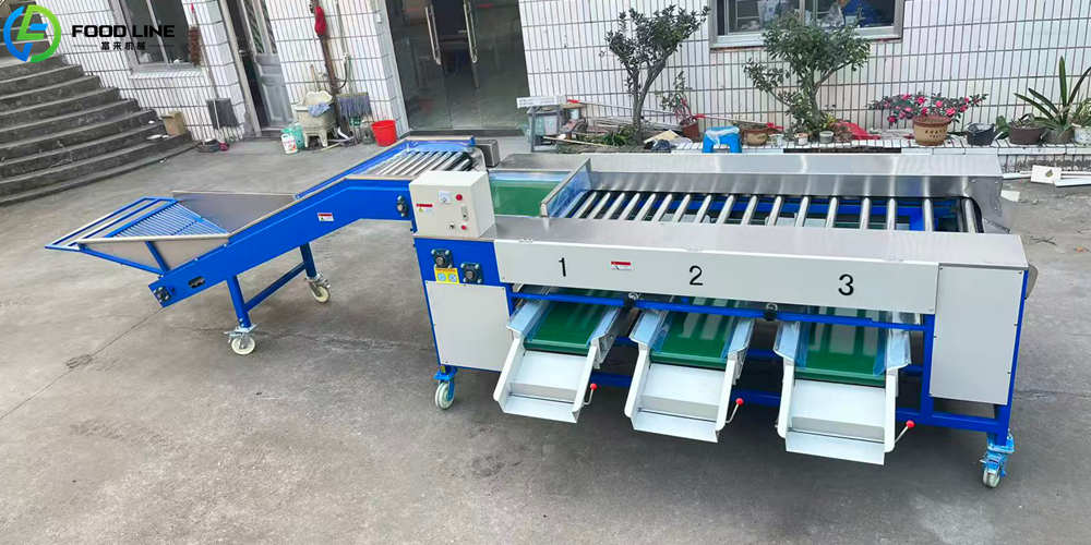 hot sale potato grader