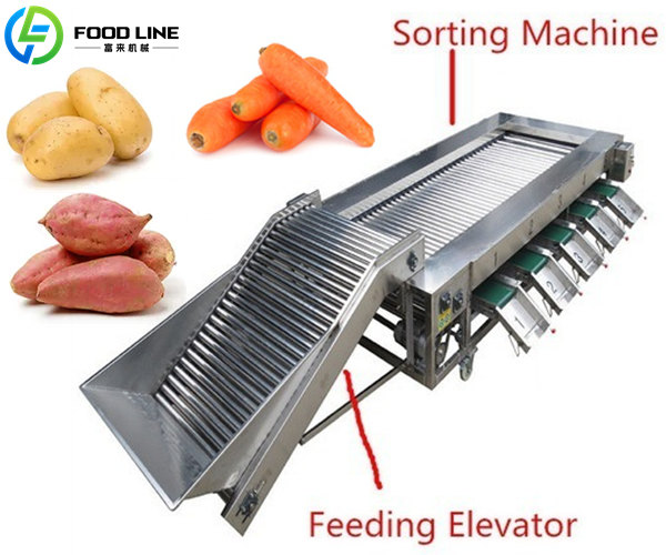 potato processing machine for size sorting