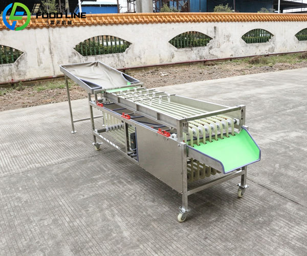 blueberry sorting equipment for gentle fruit handling
